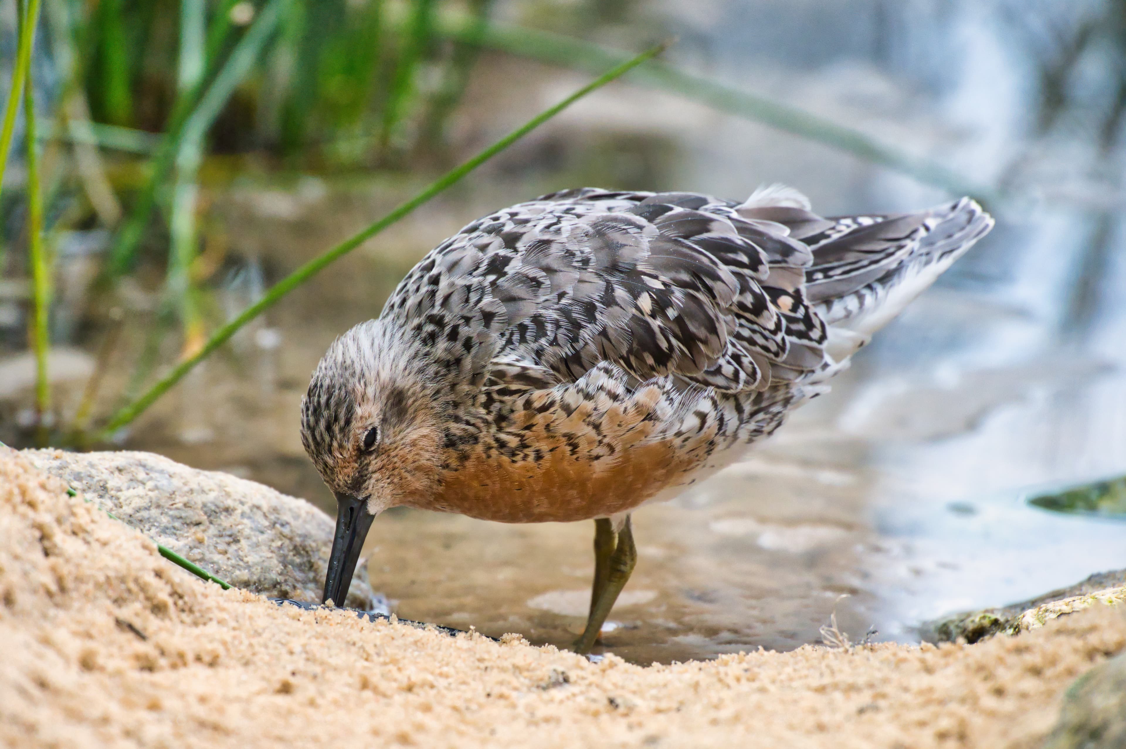 Red Knot